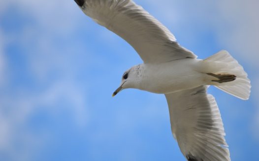 蓝色天空上展翅翱翔的海鸥图片