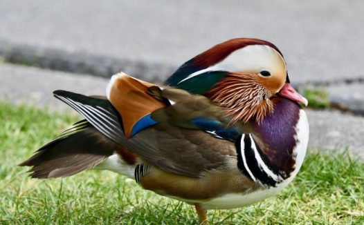 一只鸳鸯特写图片