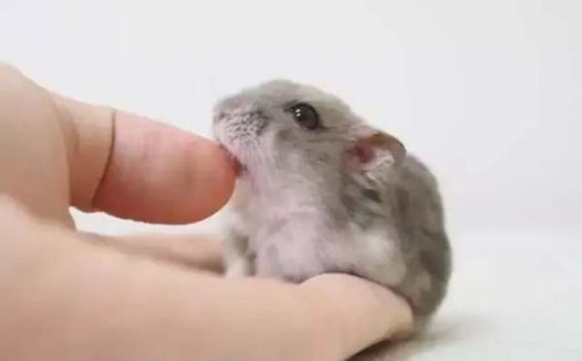 仓鼠咬人需要打针吗?被仓鼠咬了要不要打针?