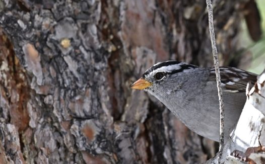 站在树枝上的白冠麻雀图片