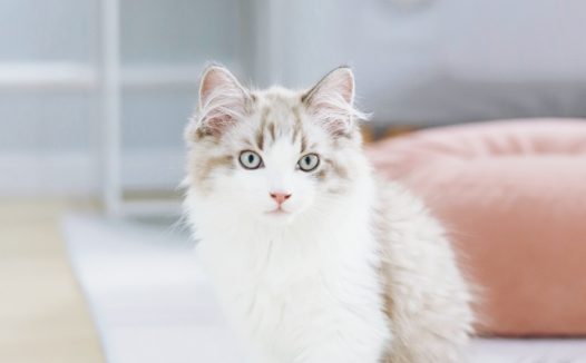 高级品种小猫图片