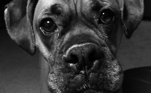 小狗肖像黑白图片