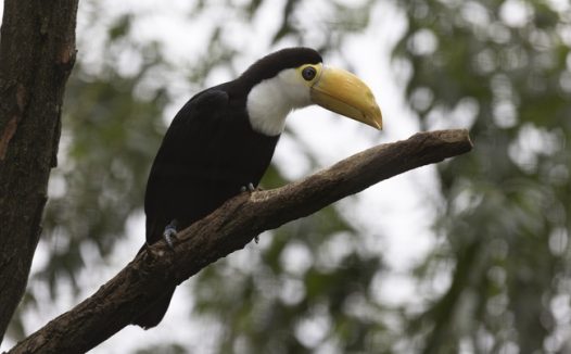 站在树干上的黑色巨嘴鸟图片