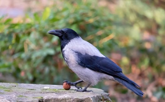 站在石头面上的乌鸦图片