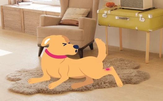 狗肥大细胞瘤:症状与治疗方法