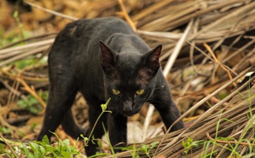 黑色孟买猫摄影图片