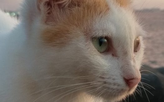 可爱猫咪肖像图片