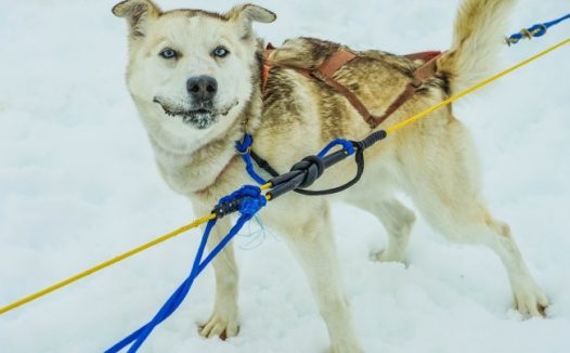 成年雪橇犬图片