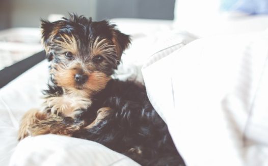 萌狗狗图片可爱