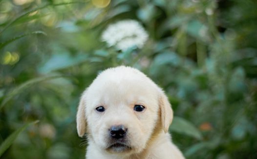 可爱白色小拉布拉多犬图片