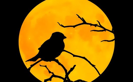 月圆之夜飞禽剪影摄影图片