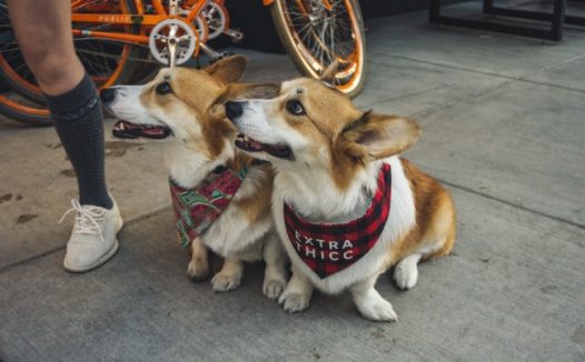 一对可爱柯基犬图片