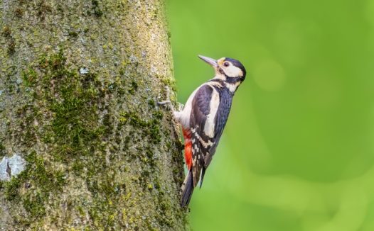 大斑啄木鸟树上捉虫子图片
