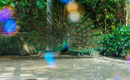 动物园孔雀开屏观赏图片