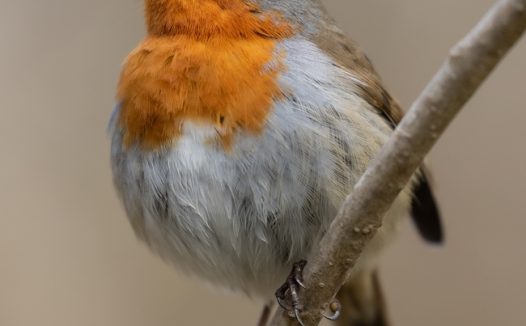 站在枝头的野生知更鸟图片