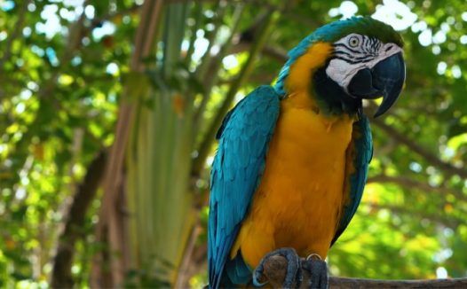 热带蓝色鹦鹉图片