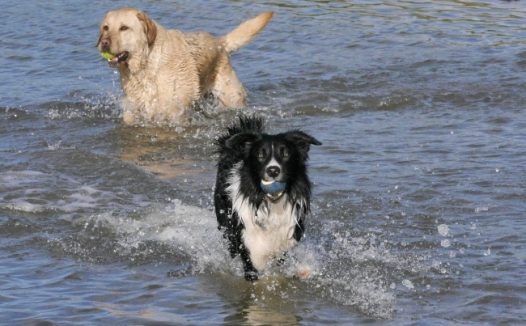 牧羊犬和金毛犬图片