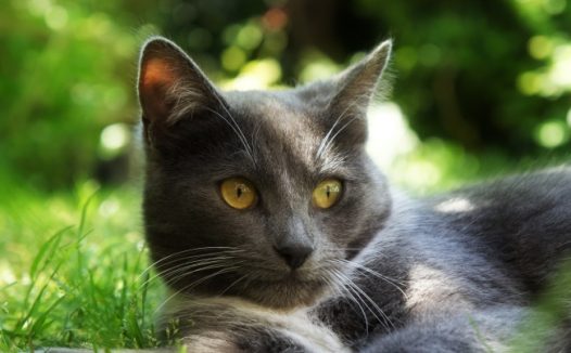 可爱的小猫写真图片