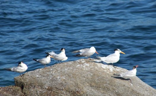 海边礁石燕鸥图片