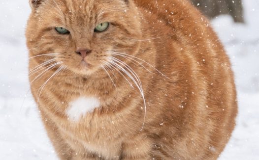 冬季雪地可爱小肥猫摄影图片