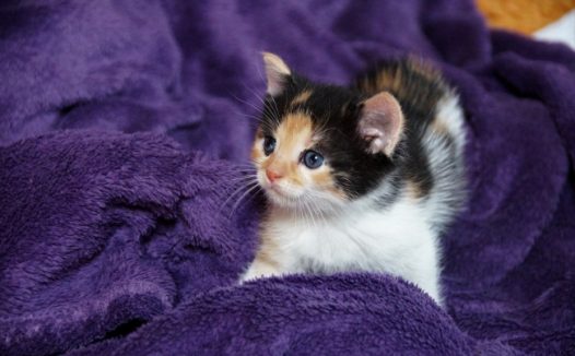 幼小宠物小猫图片