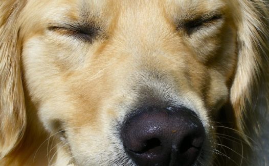 金毛犬高清图片