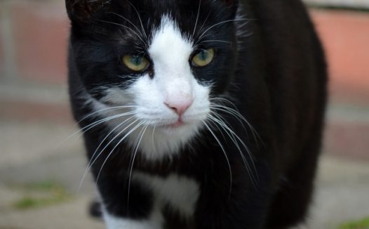 毛色黑白相间的小猫图片