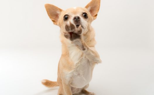 可爱吉娃娃狗狗摄影图片