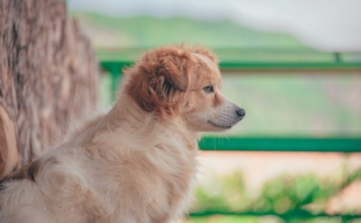 可爱乖巧狗狗图片