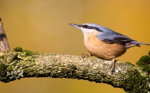 站在树干上的欧洲五子雀图片