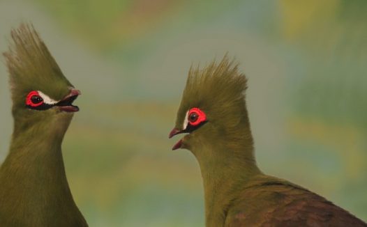 两只绿冠蕉鹃图片