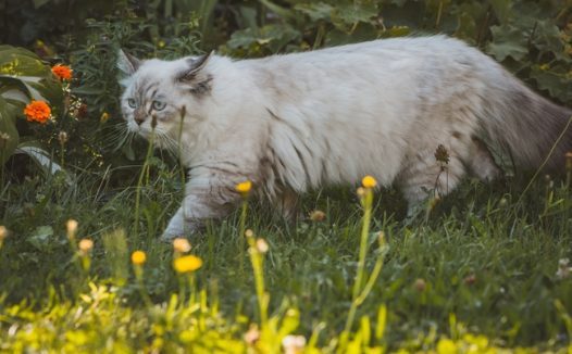 草丛觅食的小肥猫图片