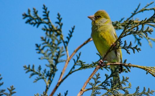 树枝上绿色麻雀图片
