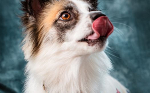 呆萌可爱蝴蝶犬图片