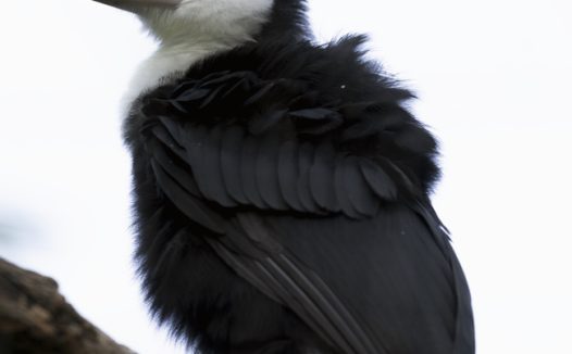 站在树枝上的犀鸟图片