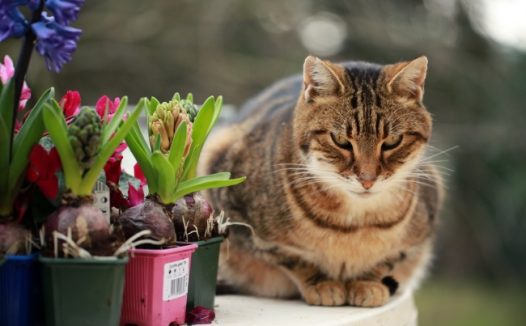 风信子盆栽小猫图片