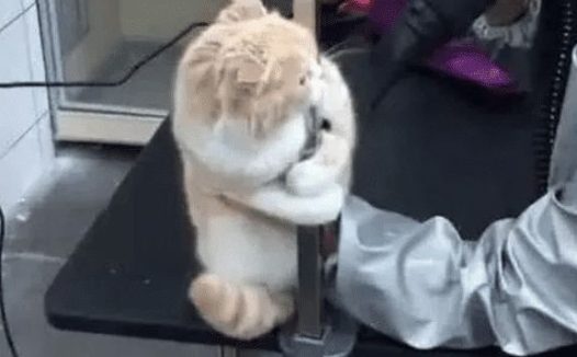主人带猫去洗澡,迟迟没有被带出来,进去一看笑喷,猫:别动我!