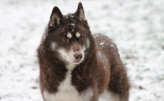 雪地雪橇狗摄影图片