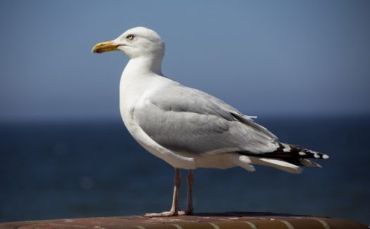 高清海鸥摄影图片