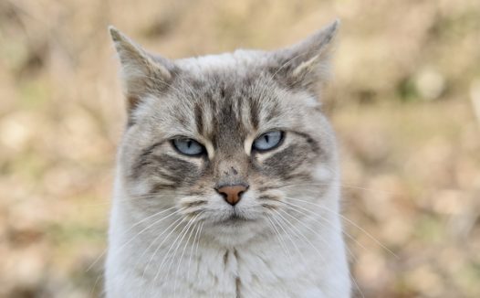 可爱呆萌欧洲猫摄影图片