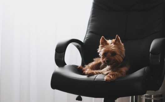 皮革扶手椅上的小狗图片