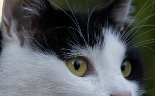 猫侧面头像特写图片