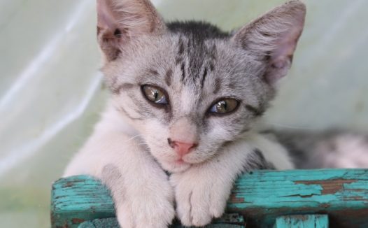 泪眼汪汪小猫咪图片