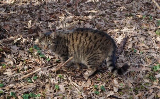 中华田园狸花猫图片