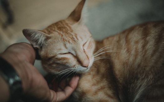 小花猫睡觉图片