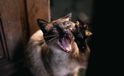 泰国纯种暹罗猫的图片