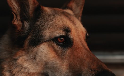 帅气德牧犬图片