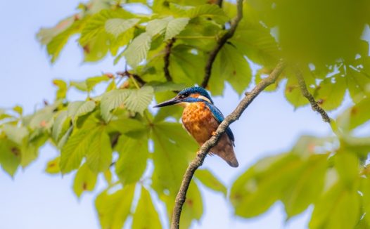 站长绿色树枝上的翠鸟图片