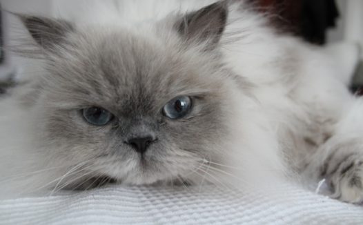 喜马拉雅萌猫图片