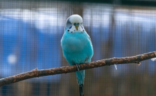 漂亮长尾鹦鹉图片